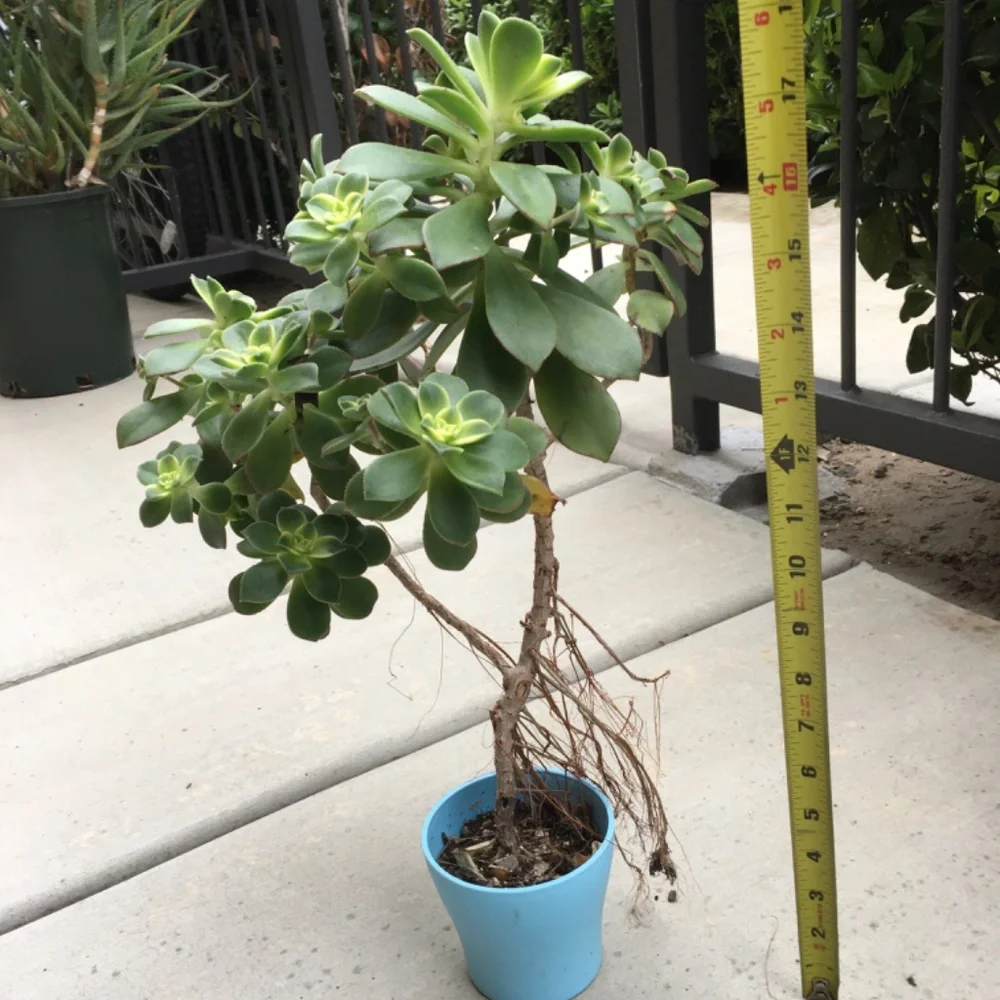 Kiwi Succulents Plant 🪴